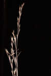 Wetand white bluestem